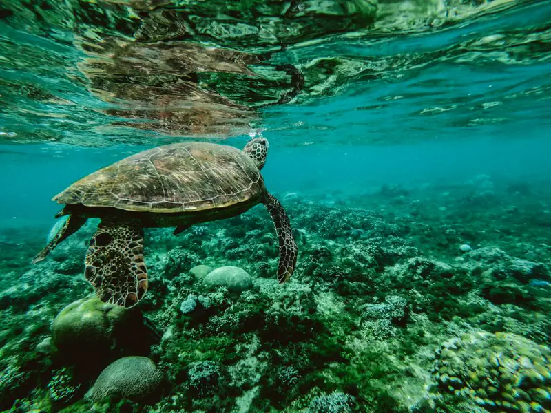 Akumal travel and activities