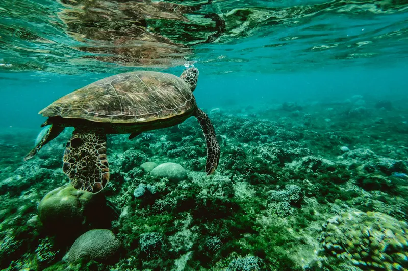 Akumal, México